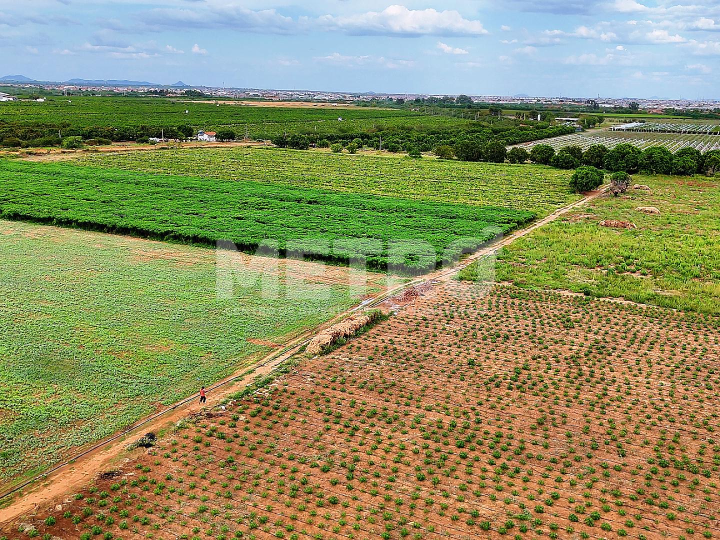 Fazenda com 116ha,  Casa, Galpão, 25ha plantados e mais 32 pro...