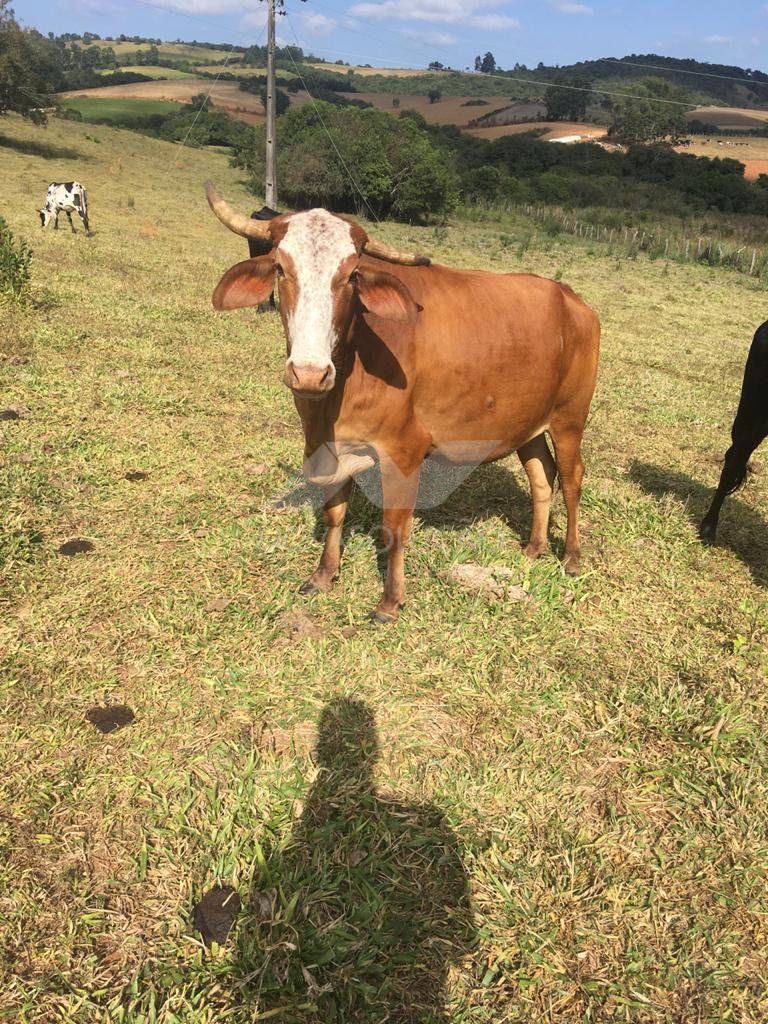 Stio  venda, So Pedro, MINAS NOVAS - MG