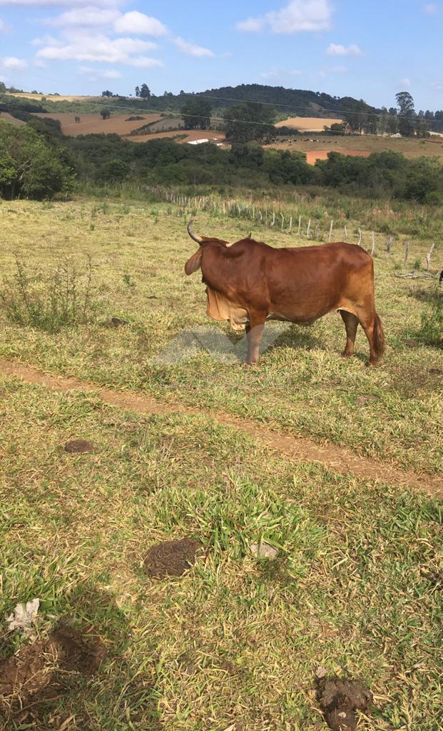 Stio  venda, So Pedro, MINAS NOVAS - MG