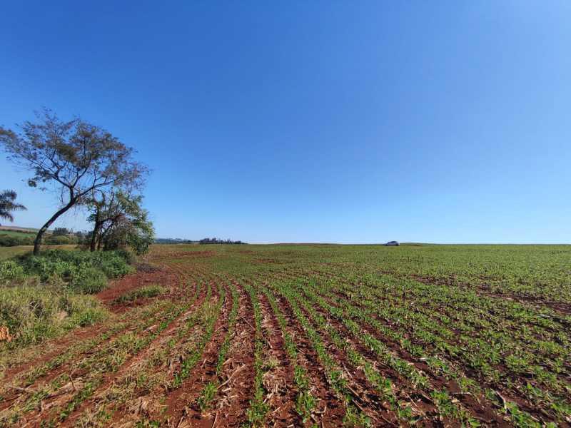 Sítio à venda,121000.00 m , Área Rural De Toledo, TOLEDO - PR