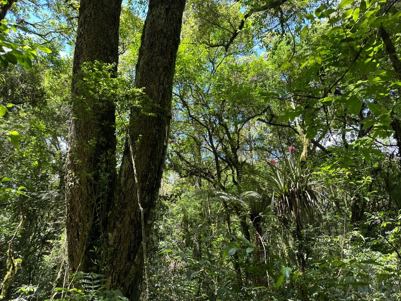 Rural à venda, São Lourenço, MAFRA - SC