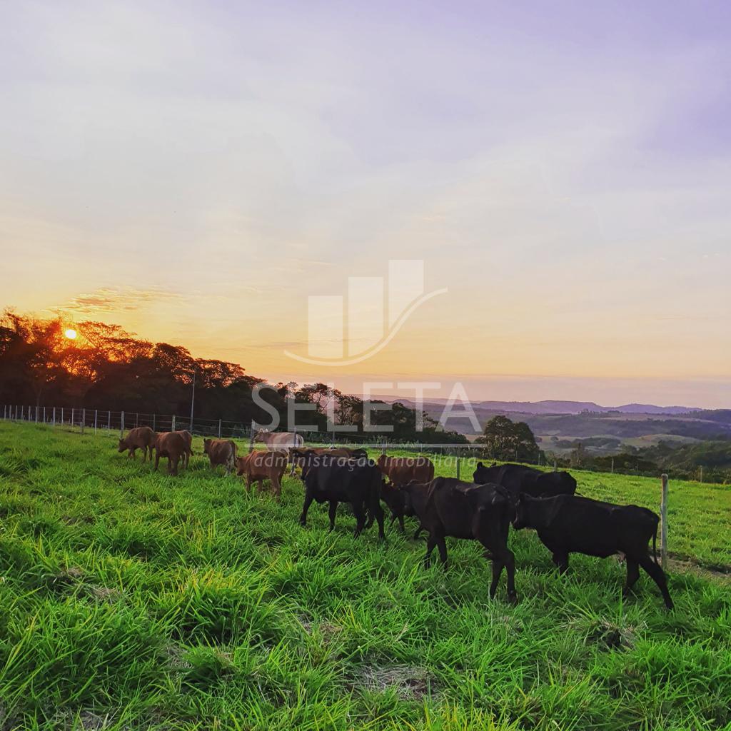 Sitio com 2,25 alqueires, situado a 30 Km do centro de Cascavel