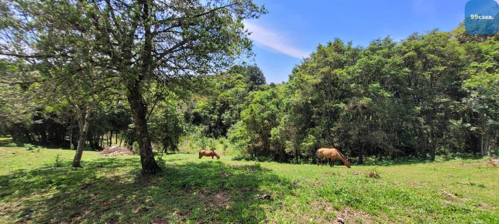Chácara à venda, 29519 m  por R  400.000,00 - Tabatinga - Tiju...