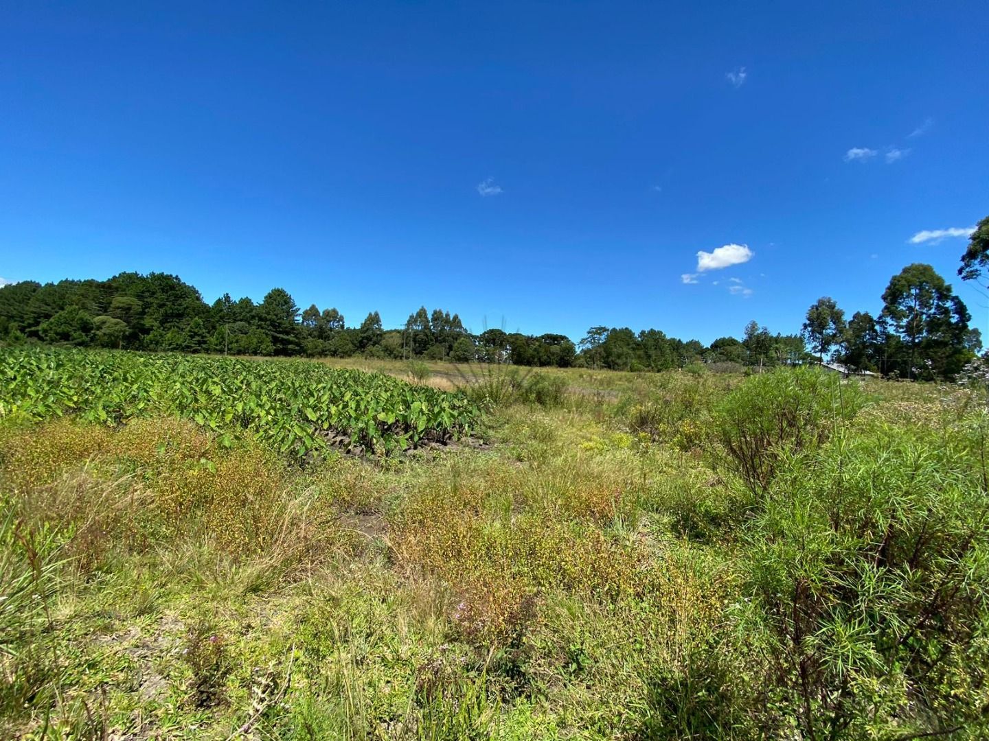 Chácara à venda, 57.862 m2,  por R  649.000,00 - Tabatinga - T...
