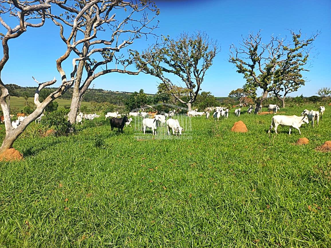 ?rea Rural para Venda em Caracol / MS no bairro Rural