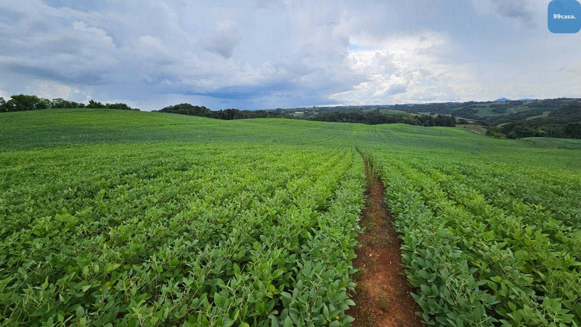 Área Rural com 330330m  13,65 Alqueires  à venda, CAMPO MAGRO ...