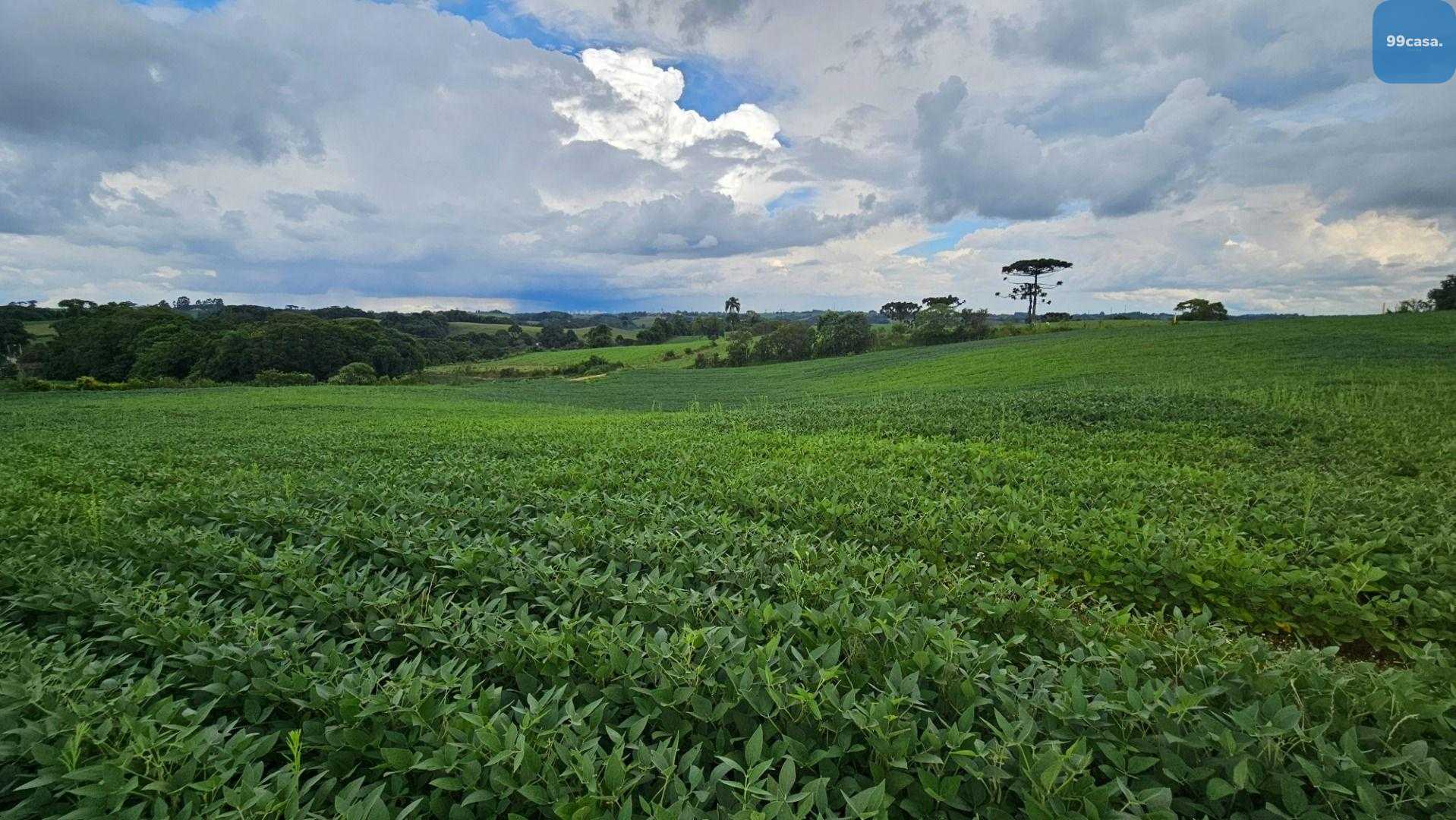 Área Rural com 330330m  13,65 Alqueires  à venda, CAMPO MAGRO ...