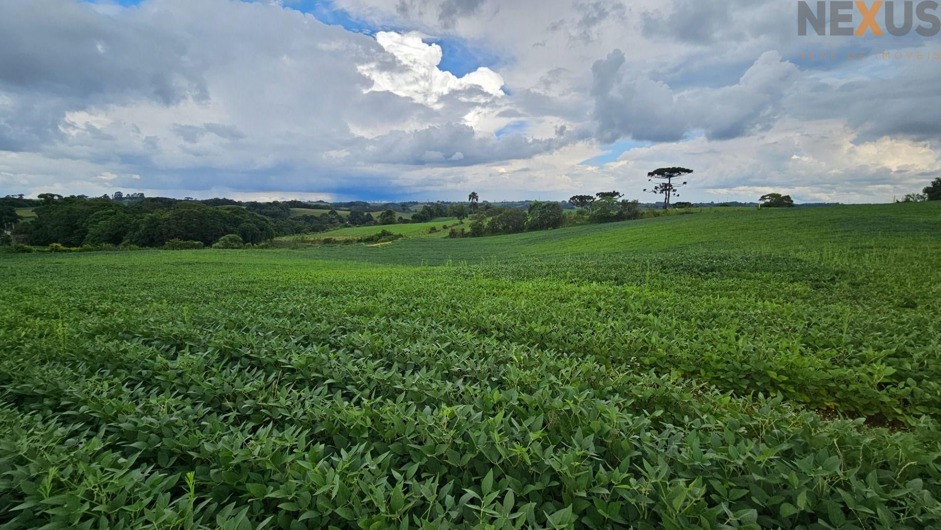 Área Rural com 330330m  13,65 Alqueires  à venda, CAMPO MAGRO ...