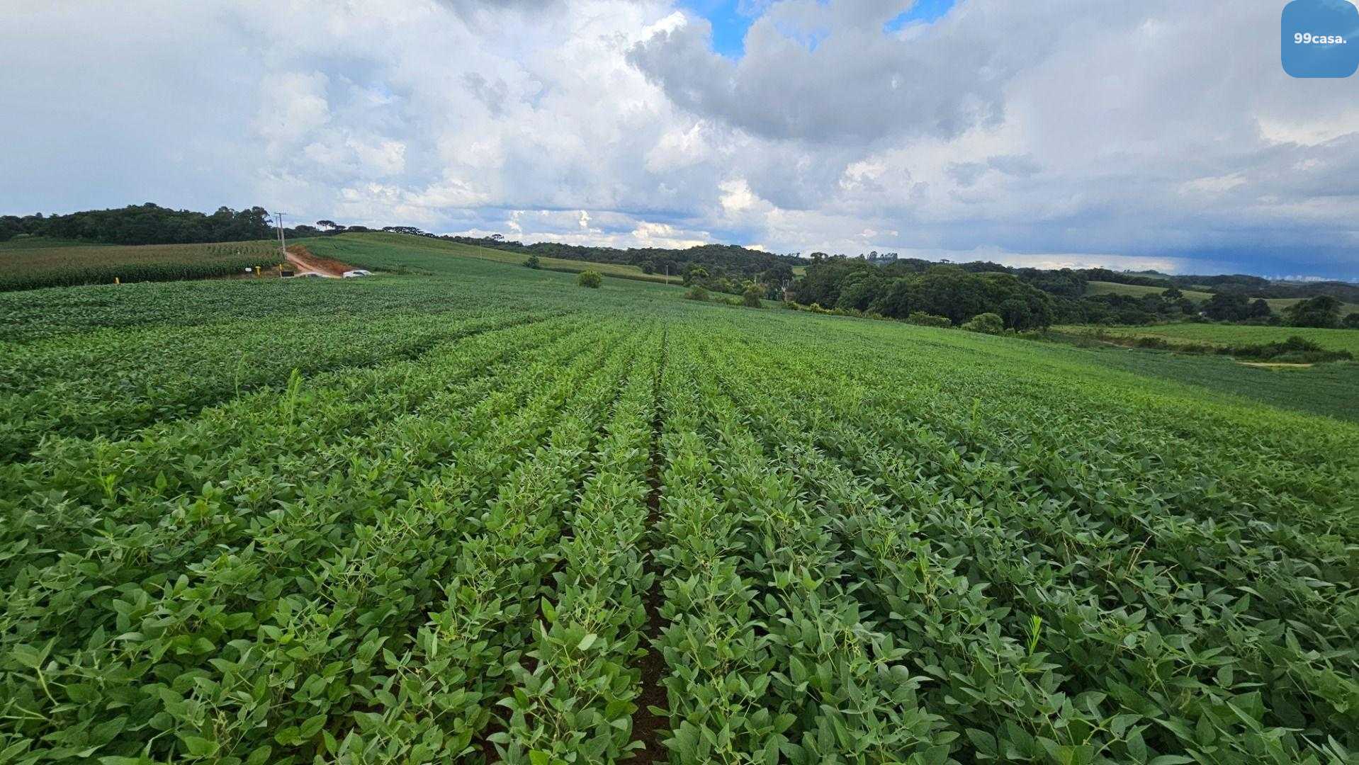 Área Rural com 330330m  13,65 Alqueires  à venda, CAMPO MAGRO ...