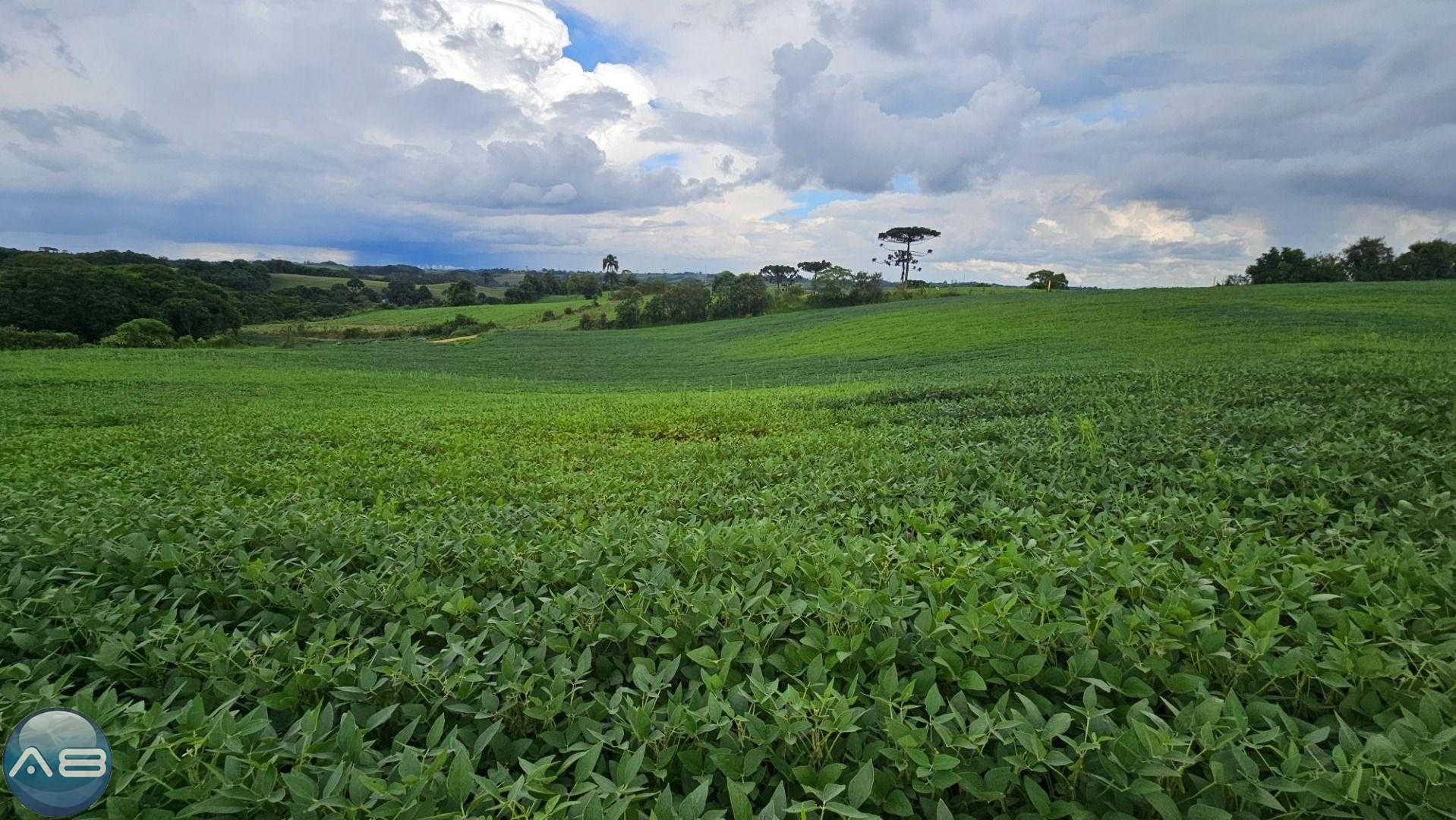 Área Rural com 330330m  13,65 Alqueires  à venda, CAMPO MAGRO ...