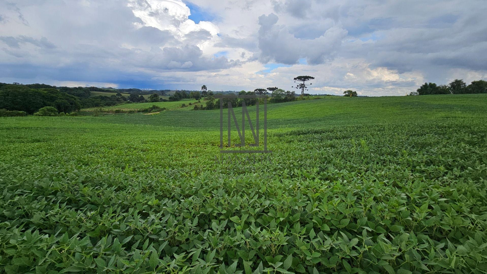 Área Rural com 330330m  13,65 Alqueires  à venda, CAMPO MAGRO ...