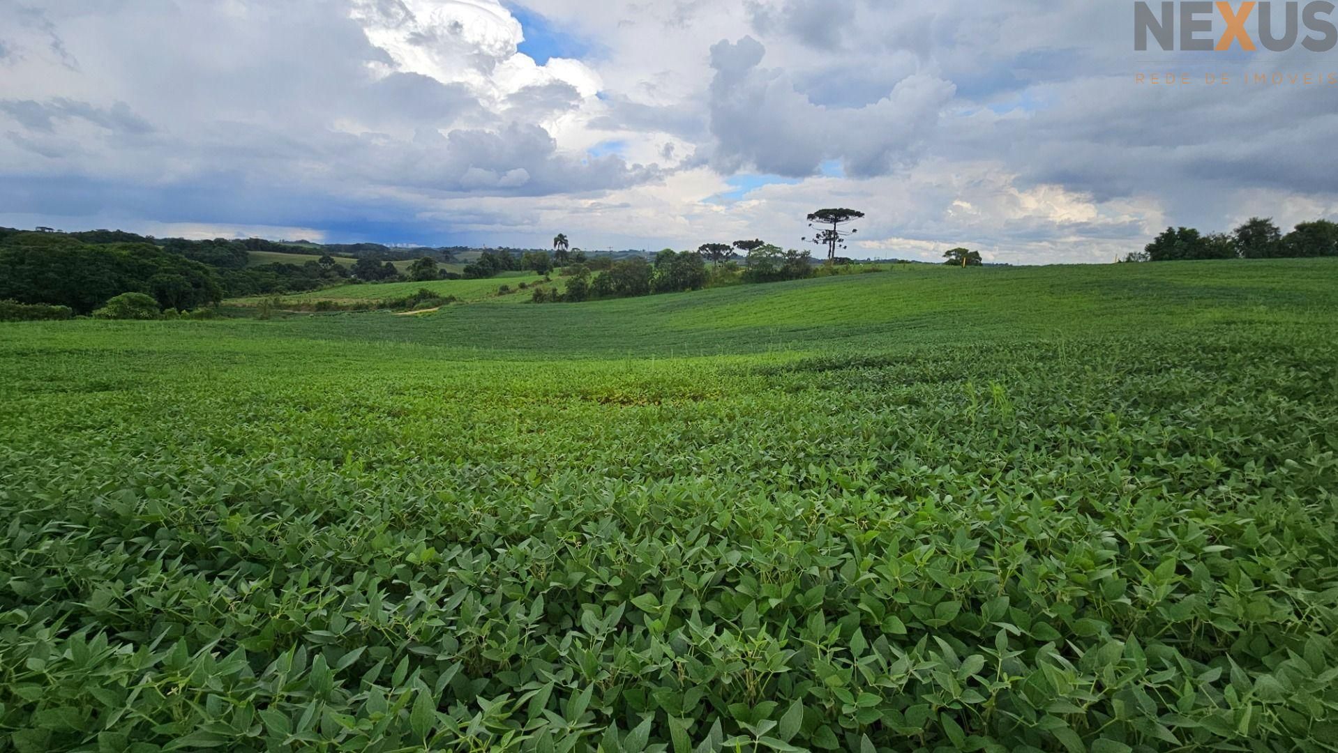 Área Rural com 330330m  13,65 Alqueires  à venda, CAMPO MAGRO ...
