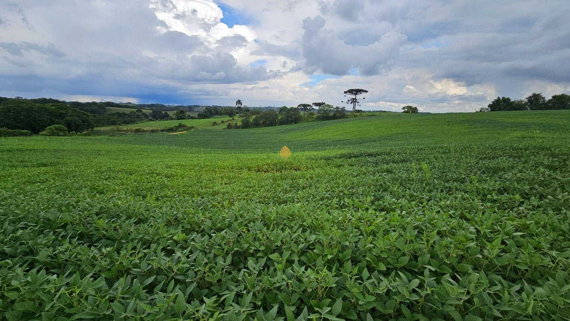 ?rea Rural com 330330m  13,65 Alqueires  ? venda, CAMPO MAGRO ...