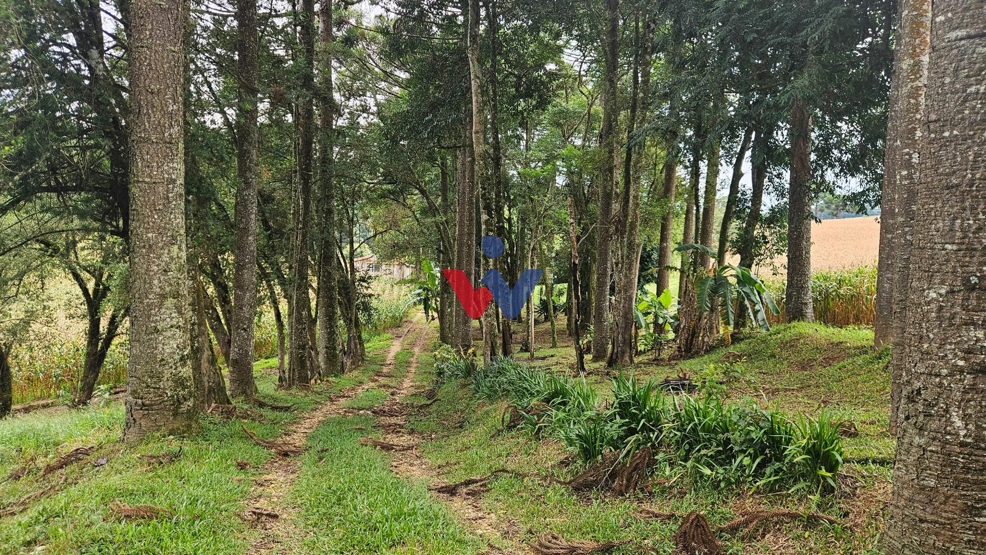 Chácara com 21600m à venda, por R  650.000,00, a 800m do asfal...