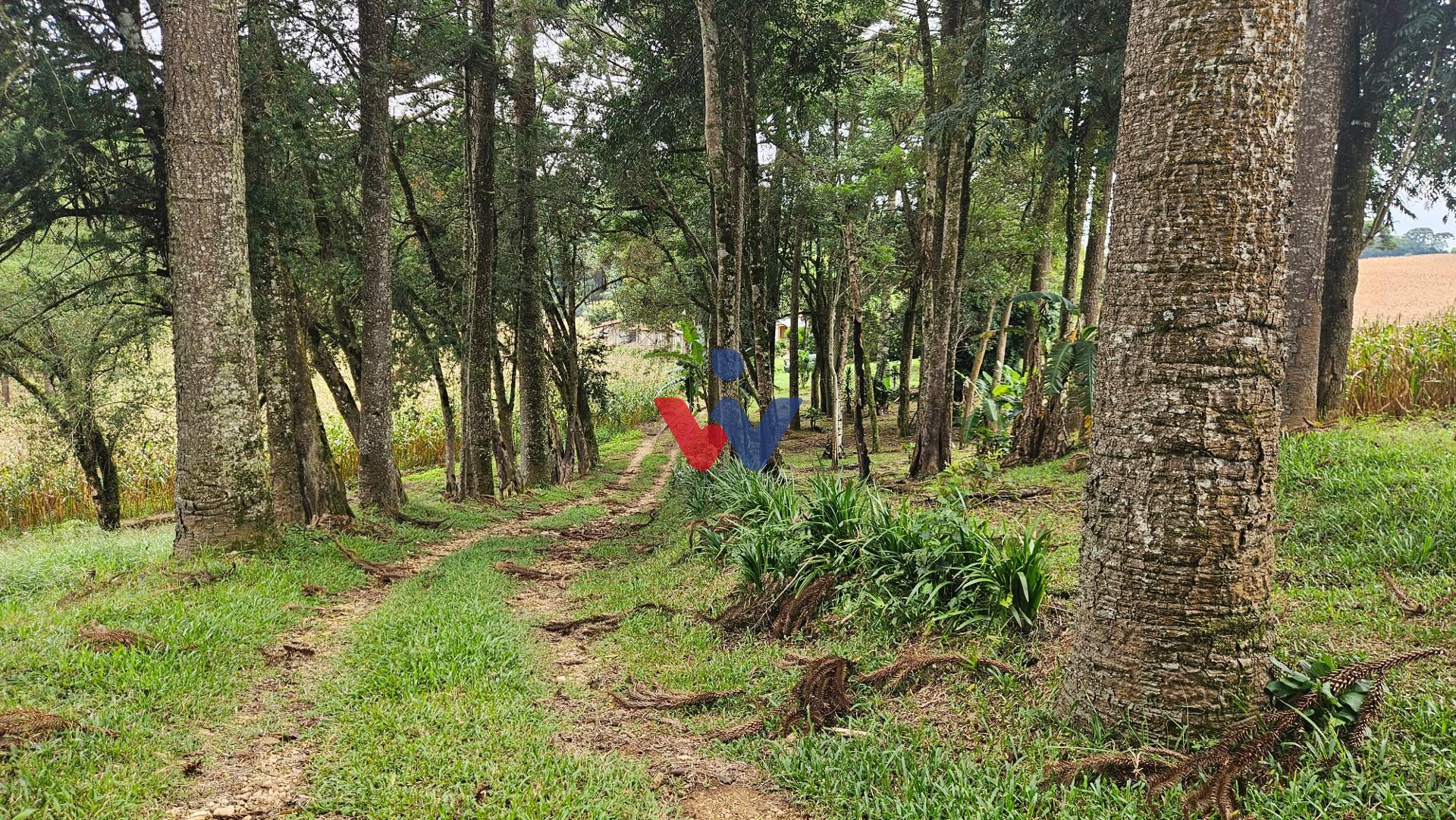 Chácara com 21600m à venda, por R  650.000,00, a 800m do asfal...