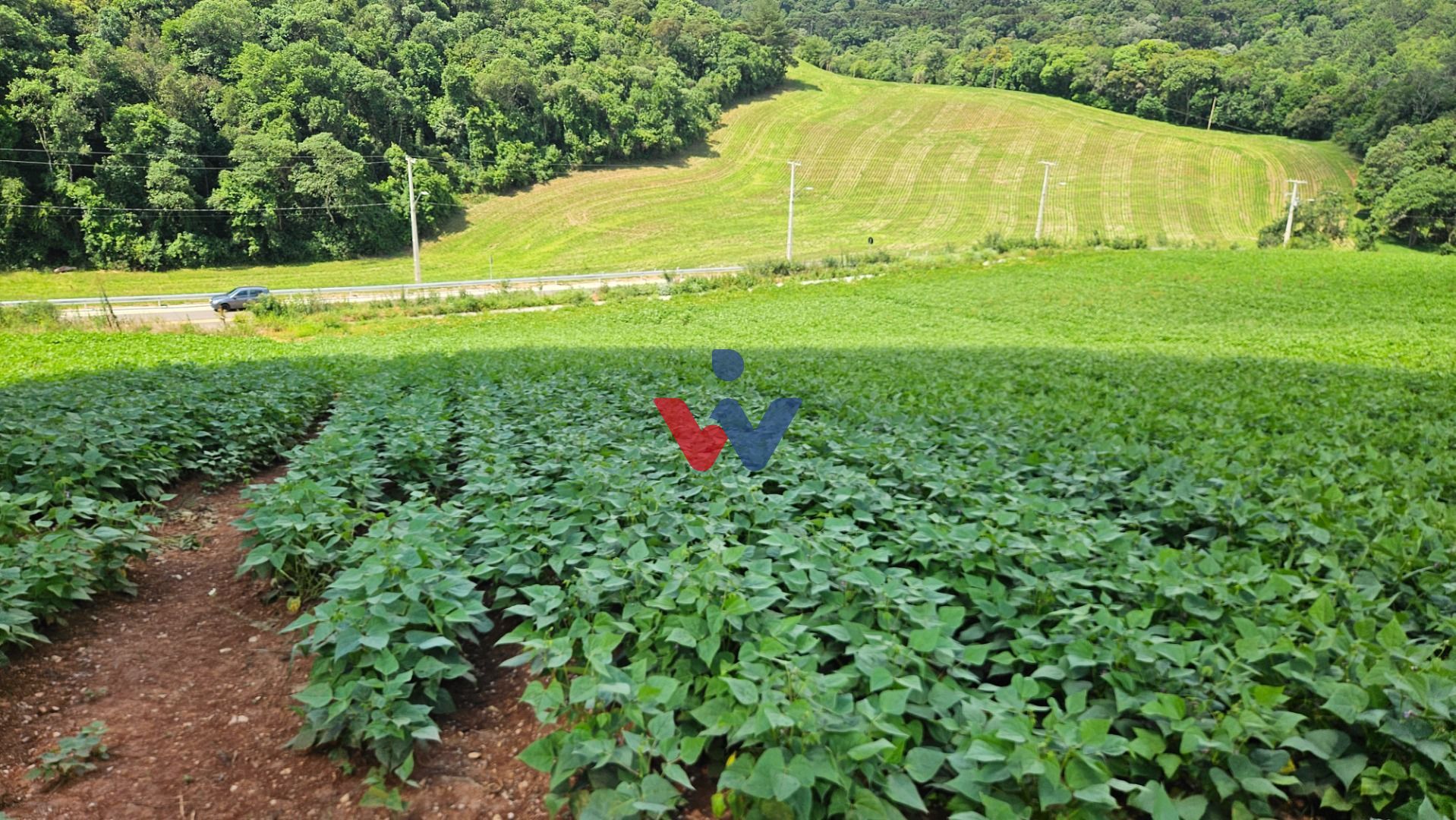 Chácara à venda,21850.00 m , zona rural, ARAUCARIA - PR