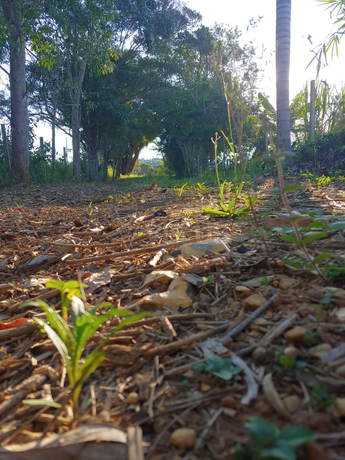 Fazenda à venda com 3 quartos, 350m² - Foto 47