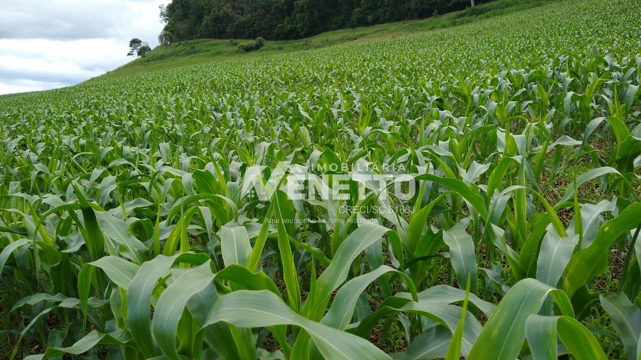 Rural à venda, Linha Alégre, Interior, LINDOIA DO SUL - SC, área de terra, agricultura, lavoura