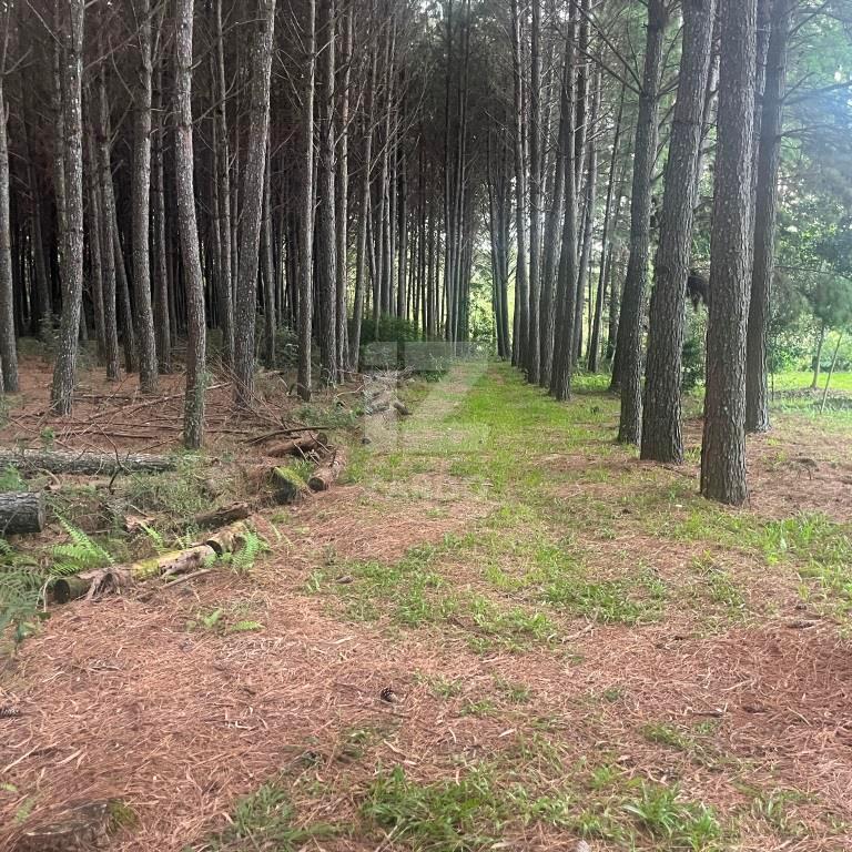 Rural à venda, ZONA RURAL, CACADOR - SC